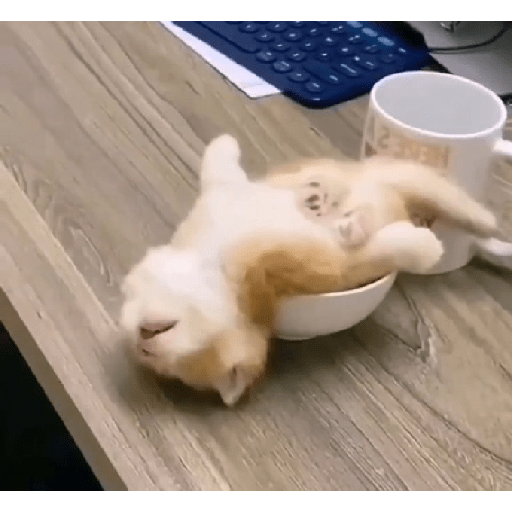 Kucing  6