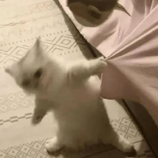 Kucing  7