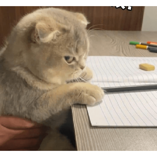 Kucing  8