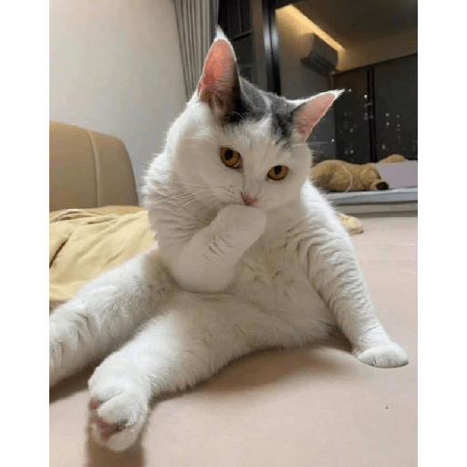 Kucing  10