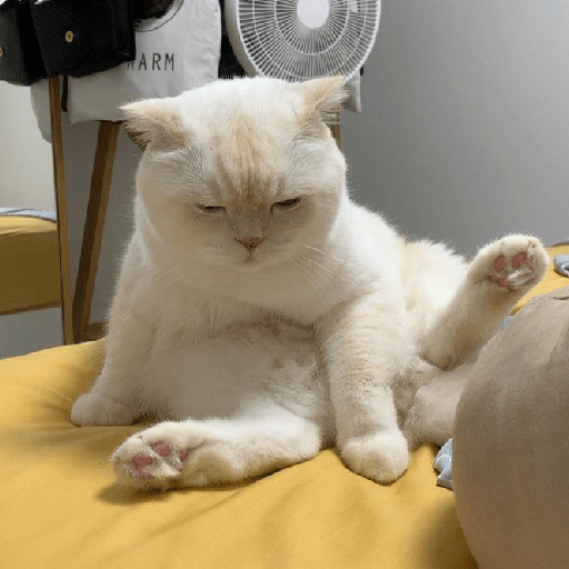 Kucing  12