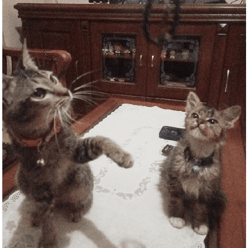 Kucing  15