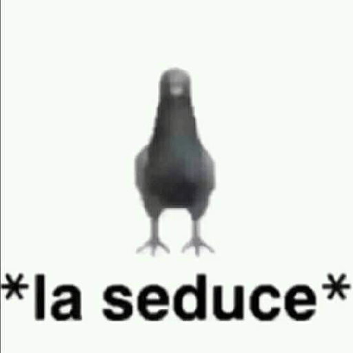 Nosepqsoyasi 8