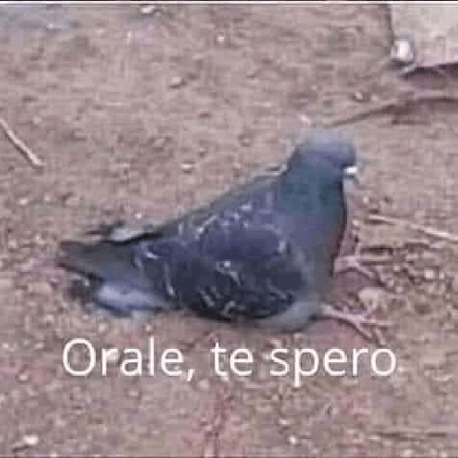 Aquí humildemente 1