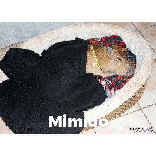 Aquí humildemente 16