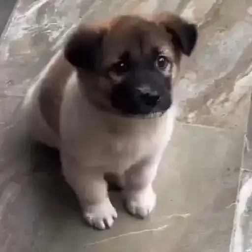 Tár gifs 14