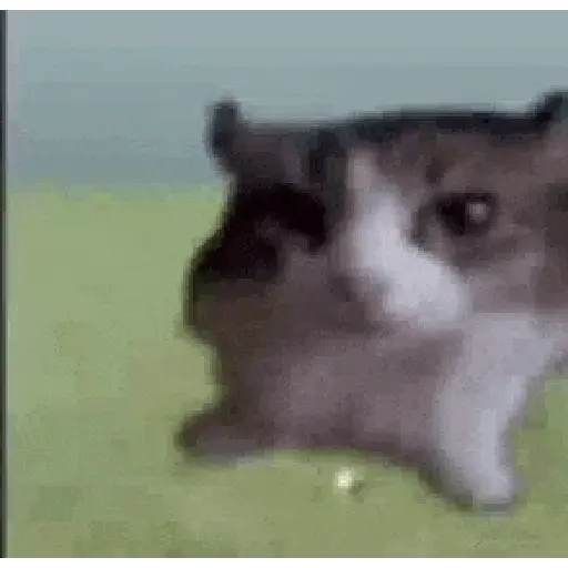 Tár gifs 6