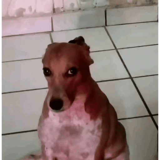 Zorra 25