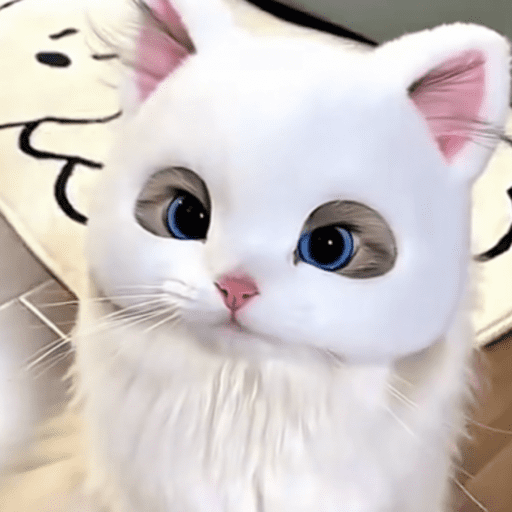 Gatinhos 6