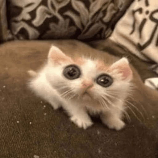 Gatinhos 9