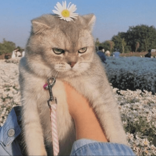 Gatinhos 10