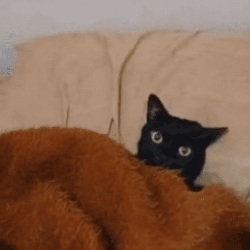 Gatinhos 7