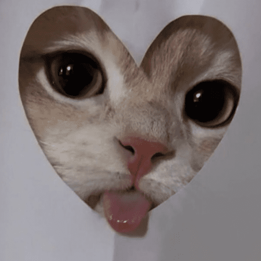 Gatinhos 11