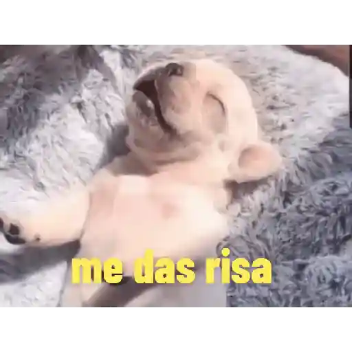 Animalitos 4