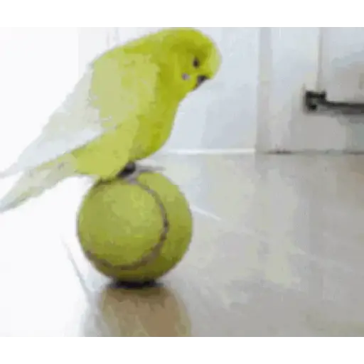 Animalitos 8