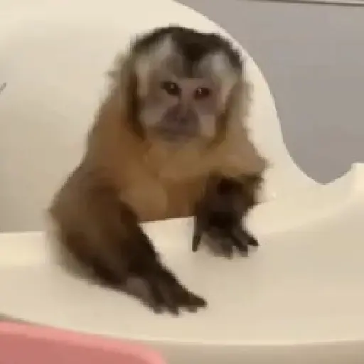 Monito  16