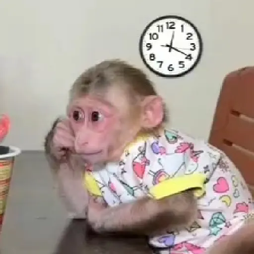 Monito  14