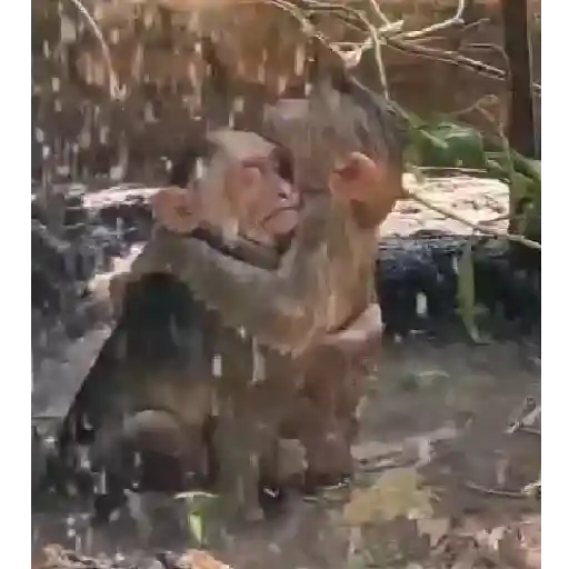 Monito  10