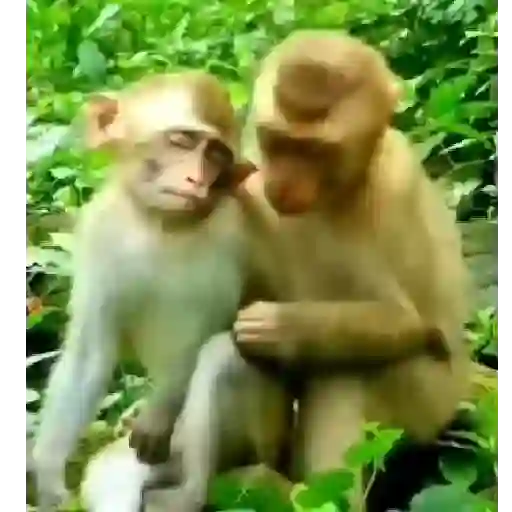 Monito  11