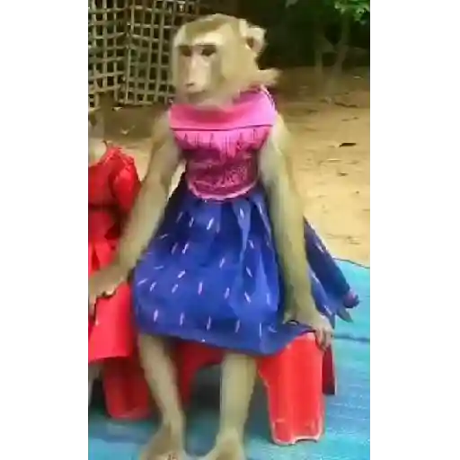 Monito  17