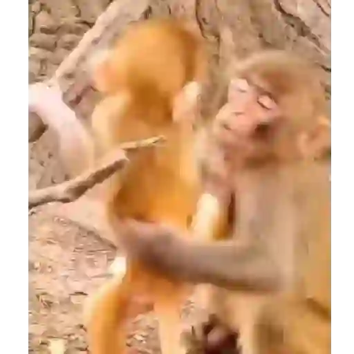 Monito  12