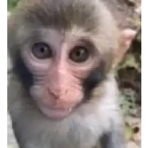 Monito 