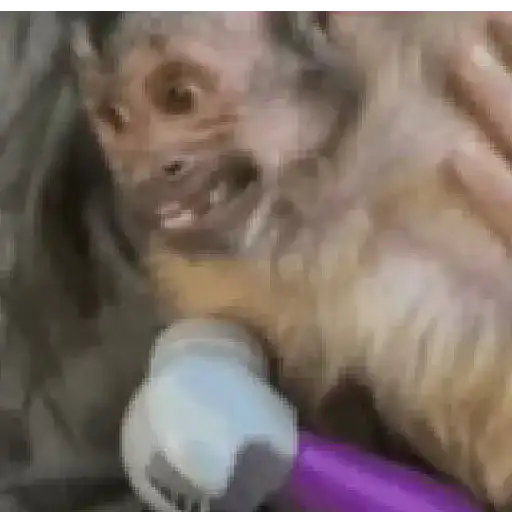 Monito  2
