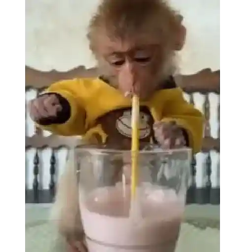 Monito  3