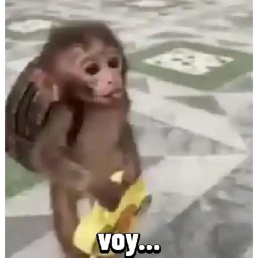 Monito  4