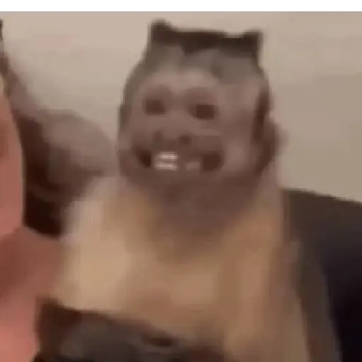 Monito  5