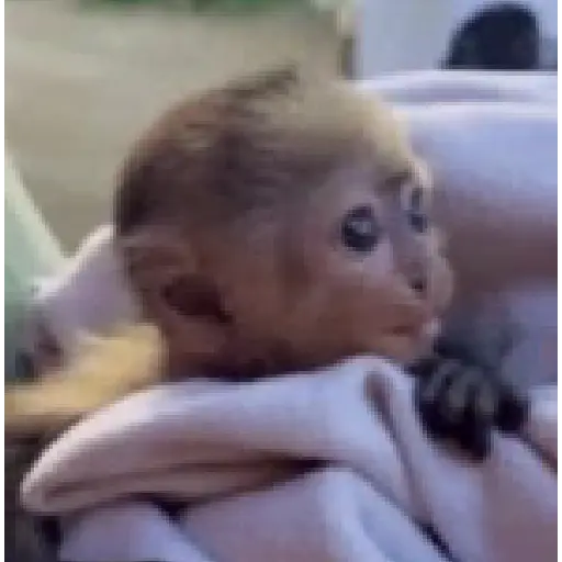 Monito  7