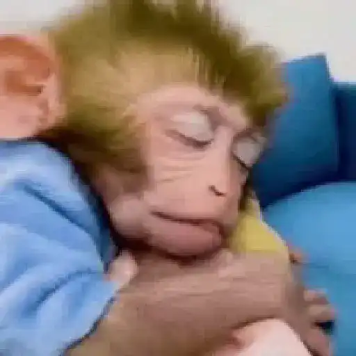Monito  8