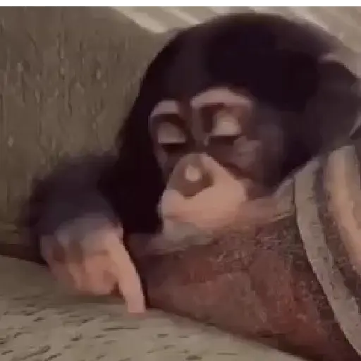 Monito  9