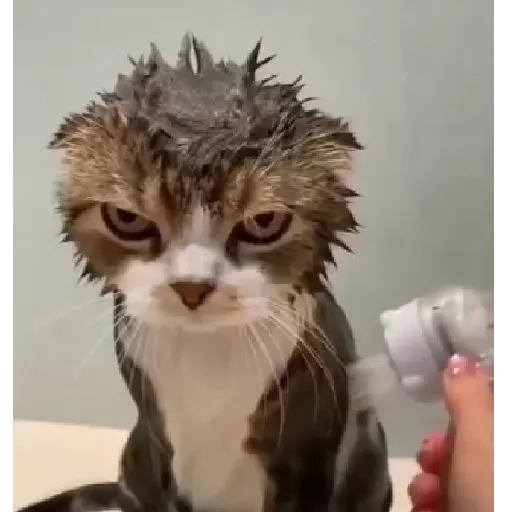 اسٹیکر