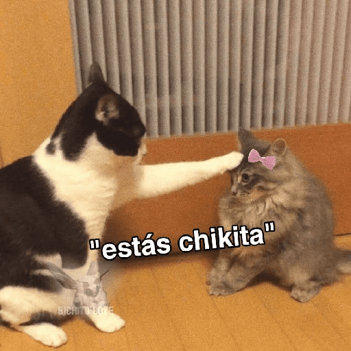 GATOS RANDOM - PARTE 37 2