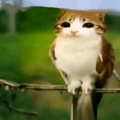 GATOS RANDOM - PARTE 37 3