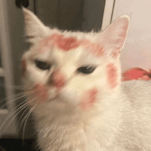 GATOS RANDOM - PARTE 37 28