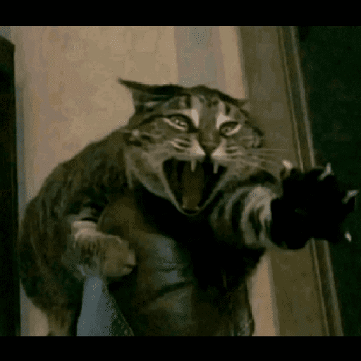 GATOS RANDOM - PARTE 37 5