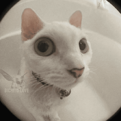 GATOS RANDOM - PARTE 37 14