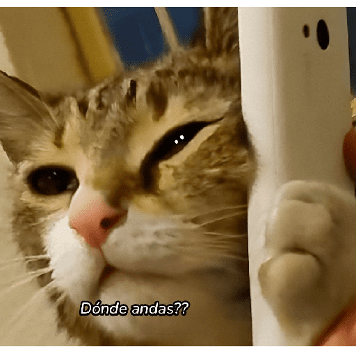 GATOS RANDOM - PARTE 37 13