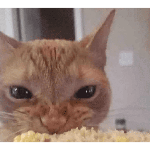 GATOS RANDOM - PARTE 37 12