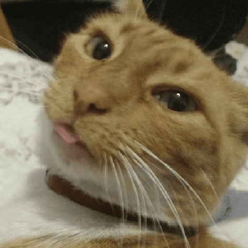 GATOS RANDOM - PARTE 37 30
