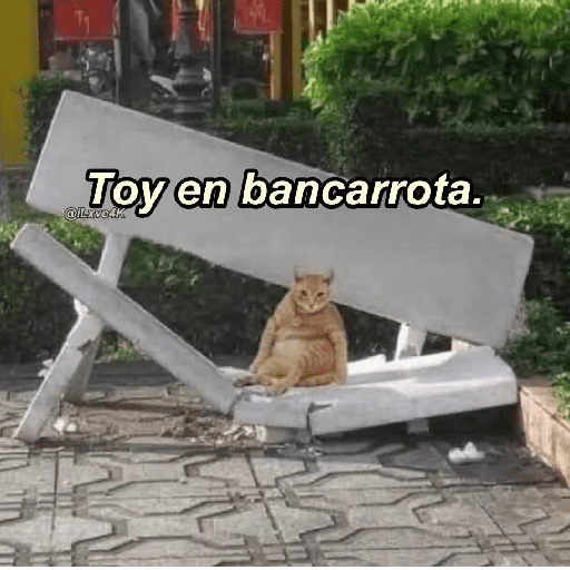GATOS RANDOM - PARTE 37 20