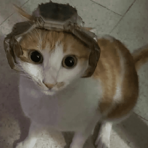 GATOS RANDOM - PARTE 37 19