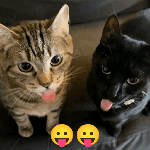 GATOS RANDOM - PARTE 37 18