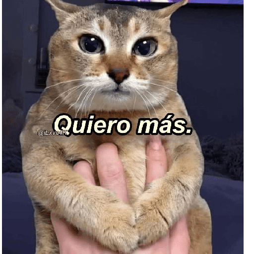 GATOS RANDOM - PARTE 37 16
