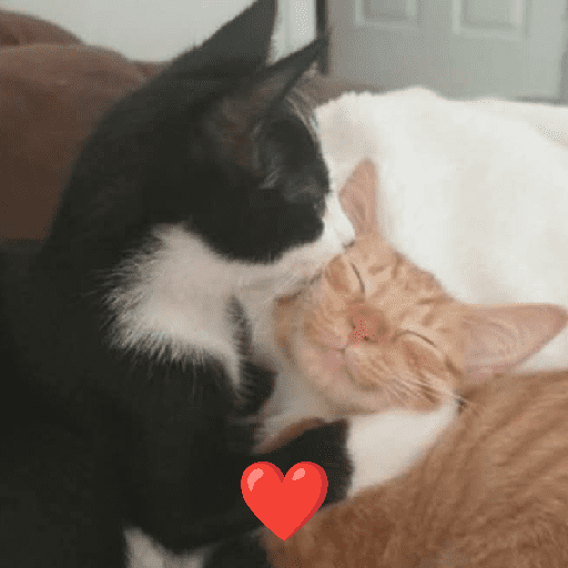 GATOS RANDOM - PARTE 37 21