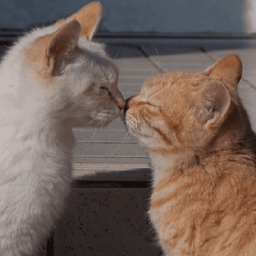 GATOS RANDOM - PARTE 37 22