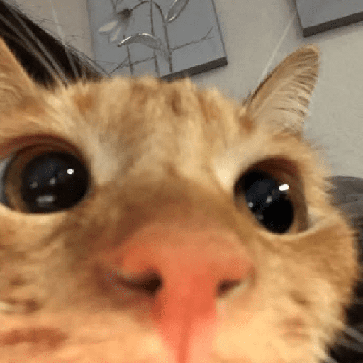 GATOS RANDOM - PARTE 37 23