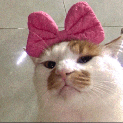GATOS RANDOM - PARTE 37 24